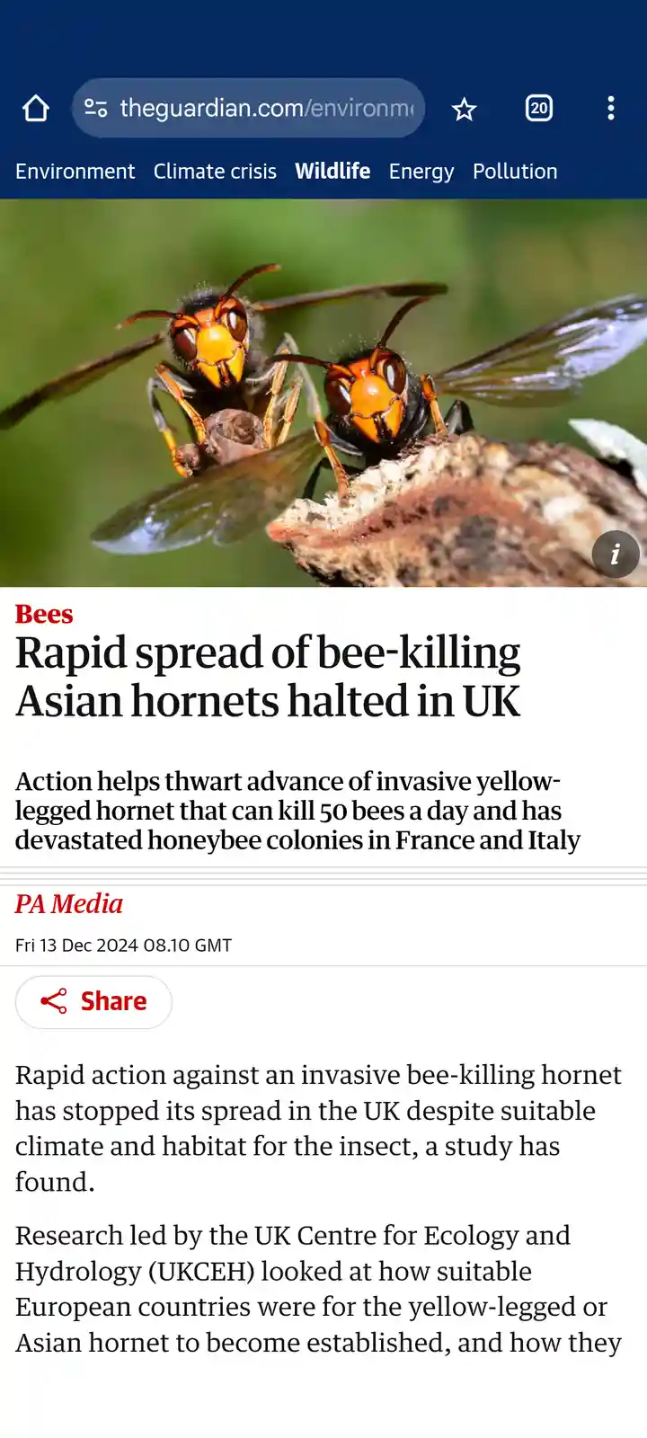 A screenshot of a The Guardian article shows two Asian hornets perched on a branch, with the headline 'Rapid spread of…