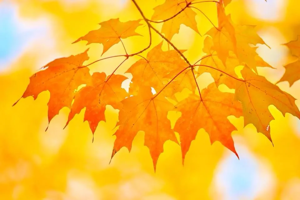 A close-up photograph of vibrant orange maple leaves against a blurred golden-yellow background with hints of blue sky. The…