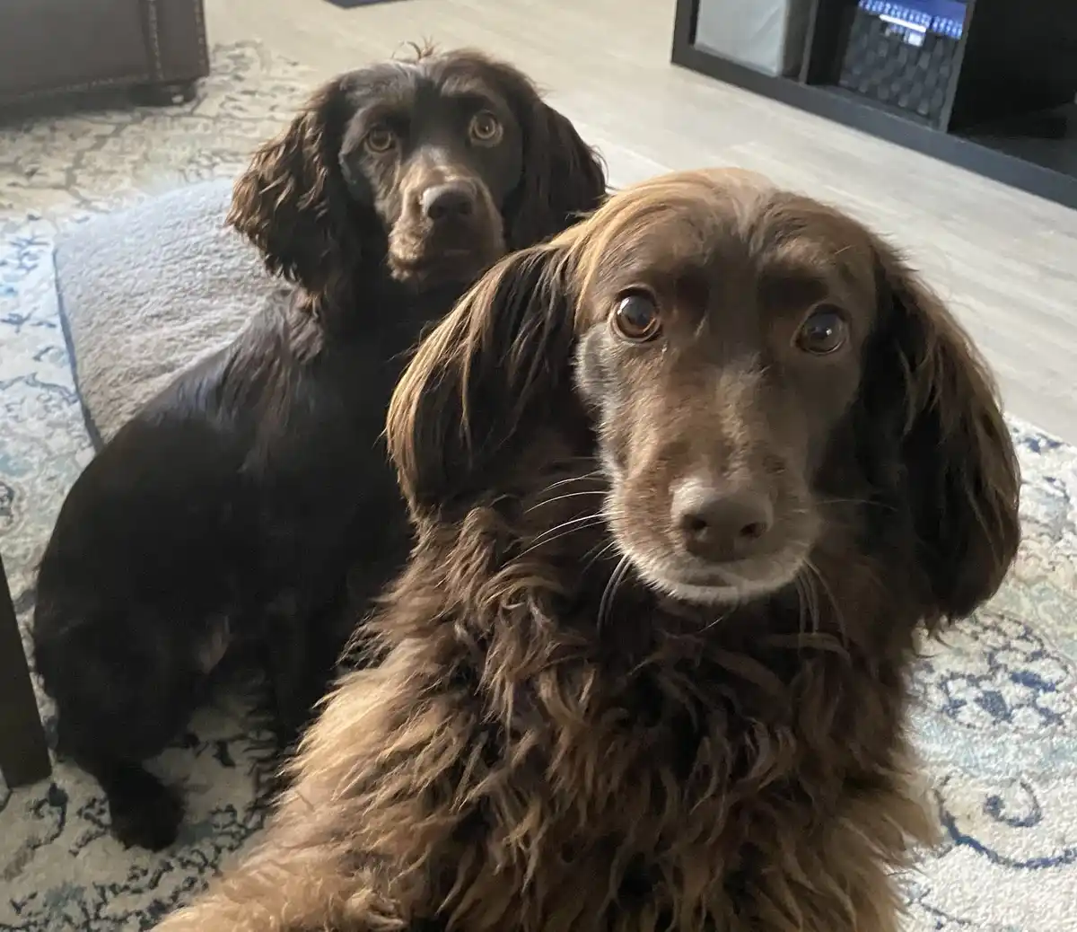 Two brown, long-haired dogs sit on a patterned rug indoors, looking directly at the camera with wide, pleading eyes. The dog…