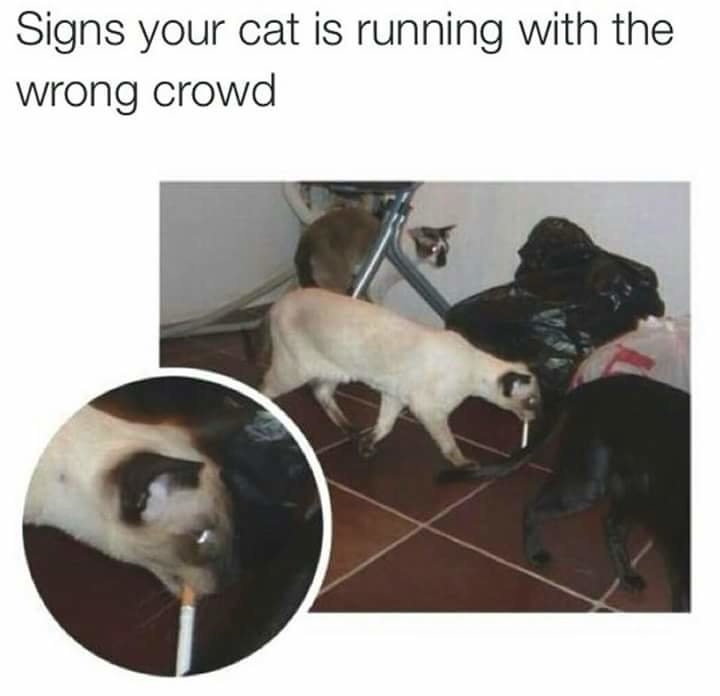A light-colored cat is walking on a tiled floor next to a black dog, holding a cigarette in its mouth. A circular inset…