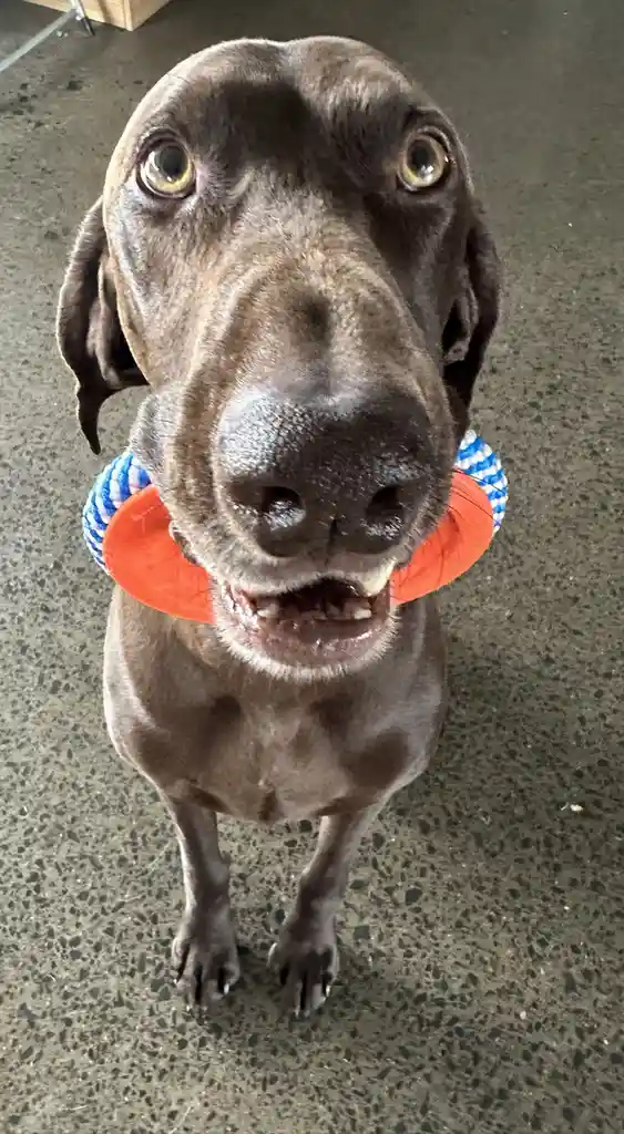 A close-up photo of a brown dog looking up with wide, expressive eyes, holding an orange and blue rope toy in its mouth. The…