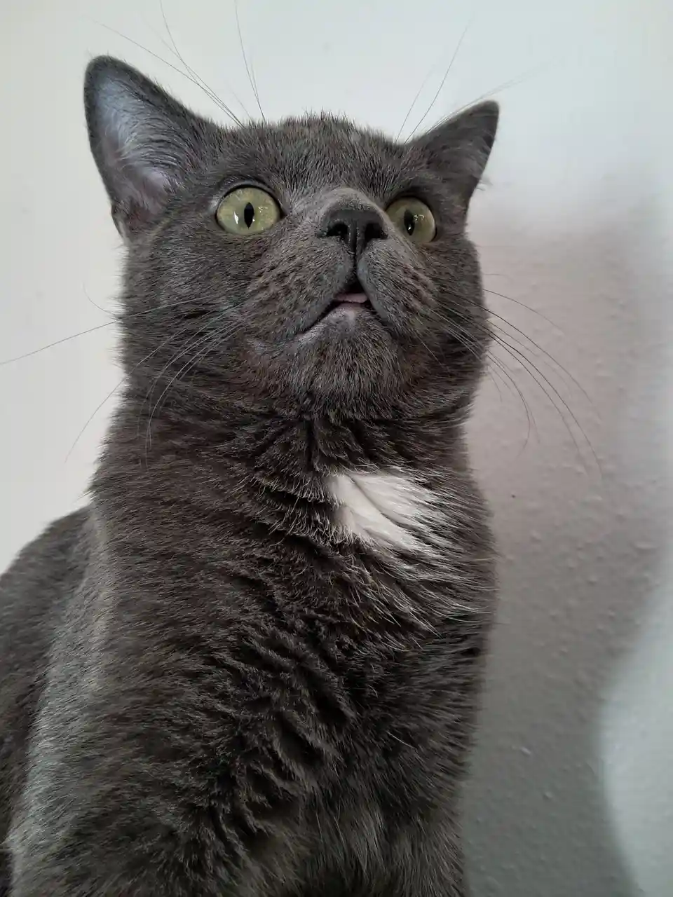 A close-up photo of a gray cat with green eyes looking upward with a slightly open mouth, as if in awe or surprise. The cat…