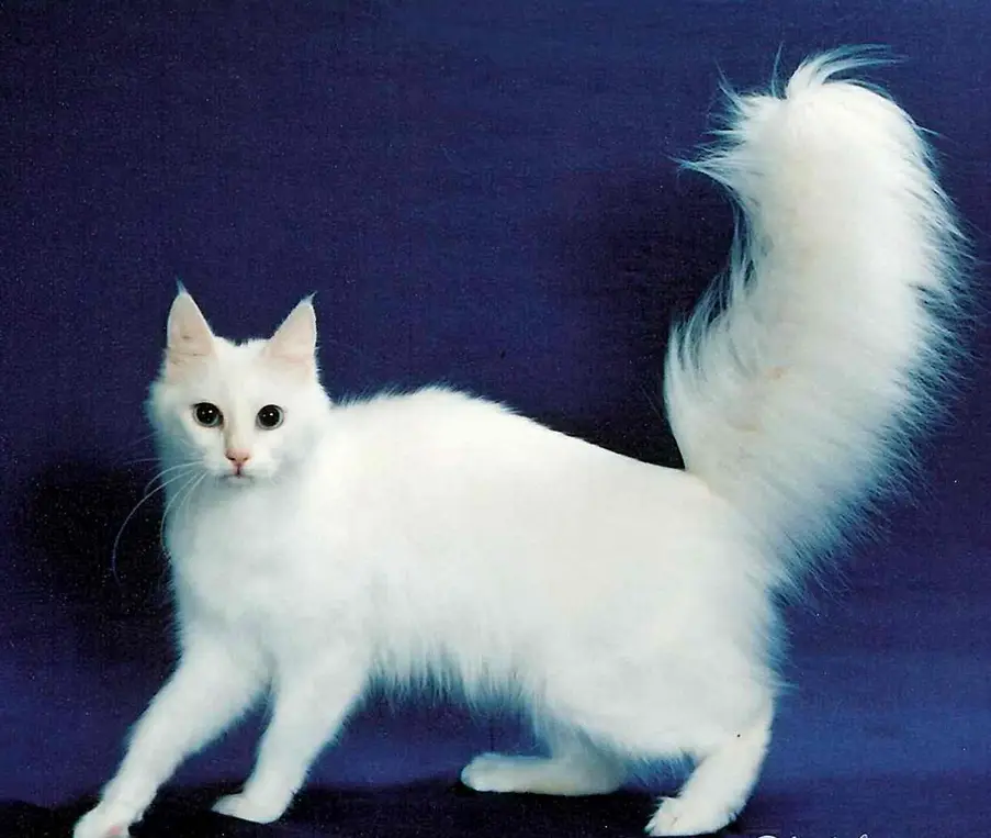 A pristine white cat with long, fluffy fur and a bushy tail stands poised against a solid dark blue background. The cat's…