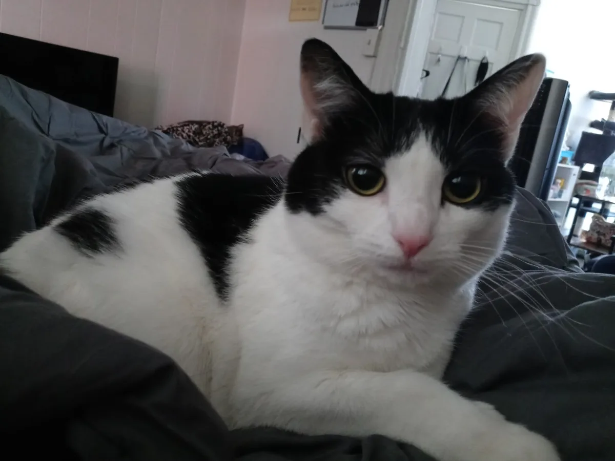 A black and white cat with large, round eyes sits on a dark gray bedspread, looking directly at the camera with a slightly…