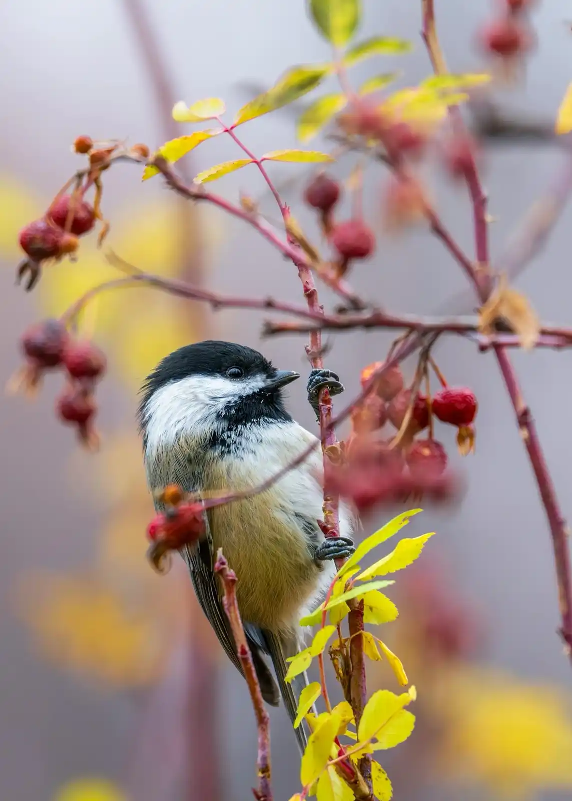 A small black-capped chickadee perches on a thorny branch with red rose hips and yellow leaves. The bird's face is overlaid…