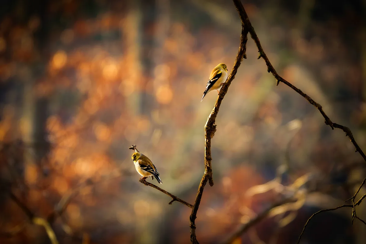 Two small yellow birds with black and white wings perch on separate branches against a blurred autumnal background. The bird…