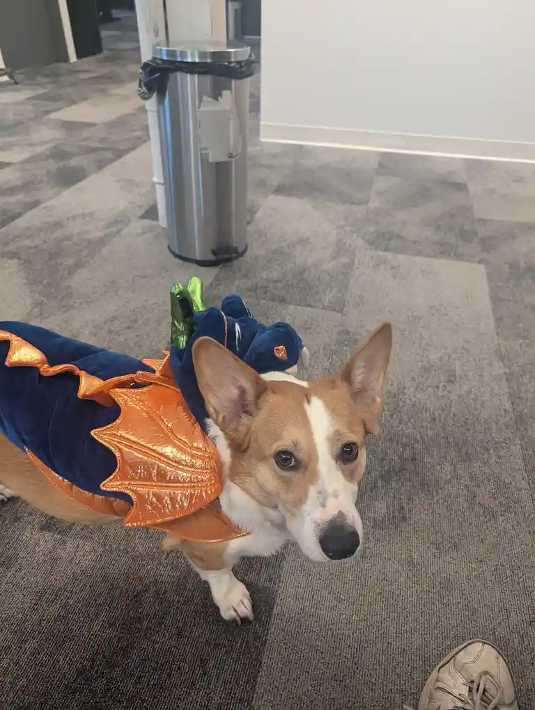 A corgi dog wearing a blue and orange dragon costume with wings and a green tail, looking directly at the camera with a…