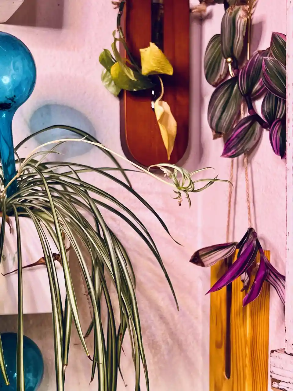 A close-up photo shows several houseplants in a room with pinkish walls. A large spider plant with long green leaves…