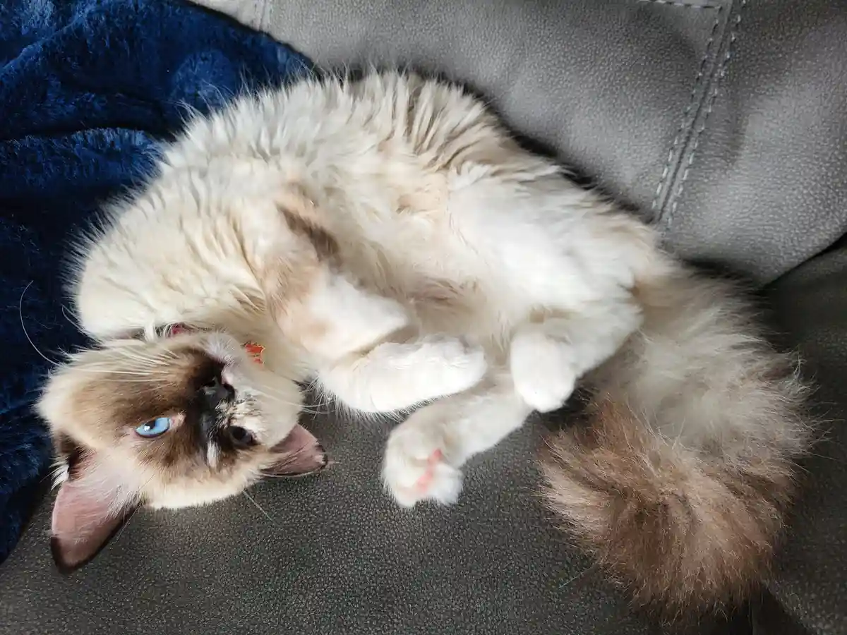 A fluffy, long-haired cat with blue eyes and a cream-and-brown coat is lying on its back on a gray couch, exposing its belly…