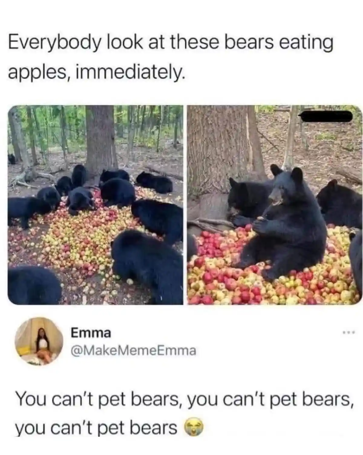 The image shows two photos of black bears in a forest, surrounded by a large pile of red and yellow apples. In the left…
