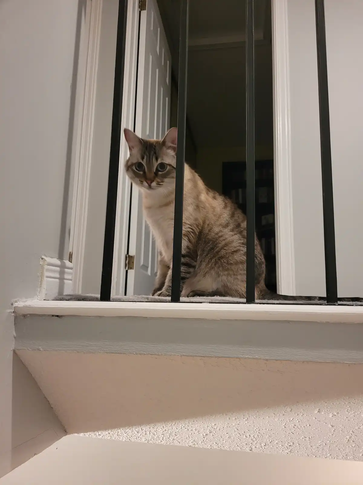Celebrating My First Caterday, Even If I'm Late