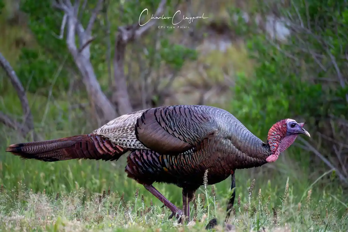 A male turkey stands in a grassy field with blurred green foliage in the background. The bird has iridescent feathers, a red…