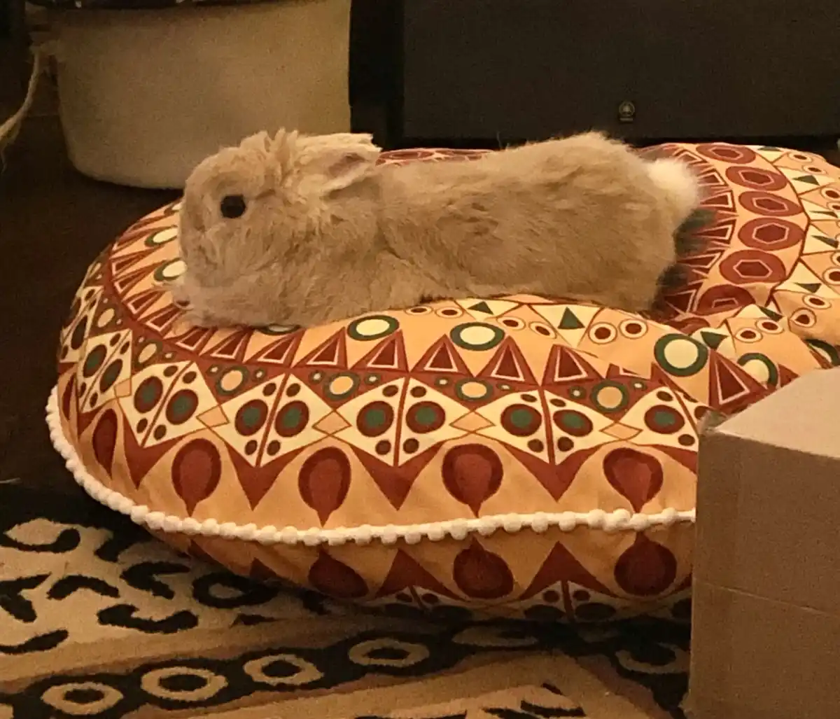 My Floof Has Officially Taken Over This Floor Pillow as Her Cozy Bed