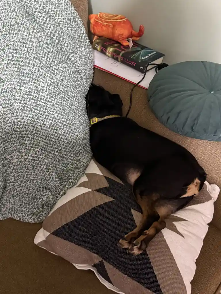 A small black dog with tan paws is curled up sleeping on a patterned pillow on a brown couch, partially covered by a green…