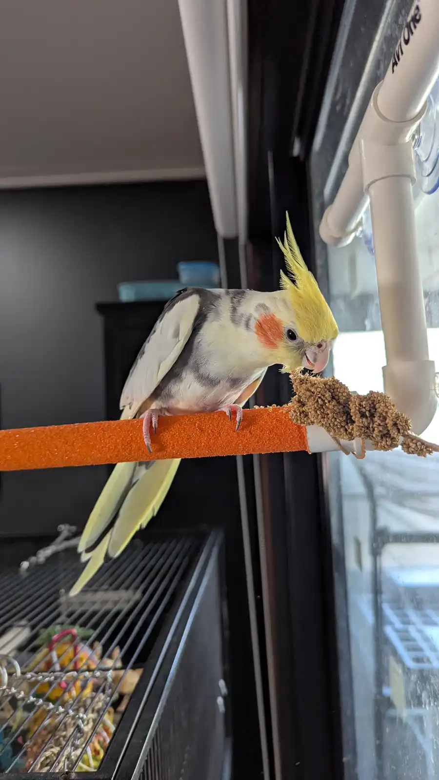 A cockatiel with a yellow crest and orange cheek patches is perched on an orange perch inside a birdcage, looking at a brown…