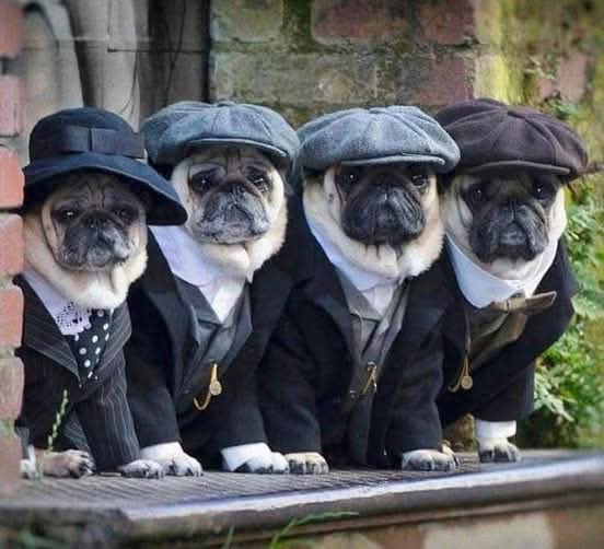 four pugs dressed in formal suits and various types of hats, sitting side by side on a stone ledge against a brick wall…