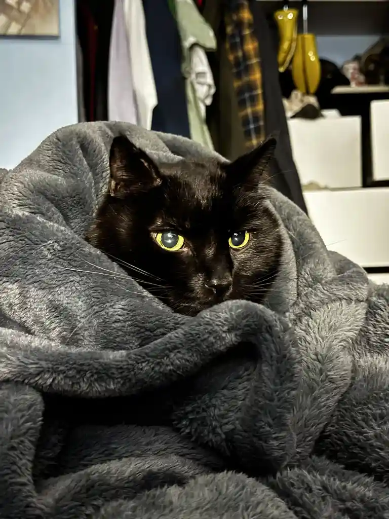 A black cat with bright yellow eyes peeks out from under a thick, grey, fluffy blanket, looking directly at the camera with…