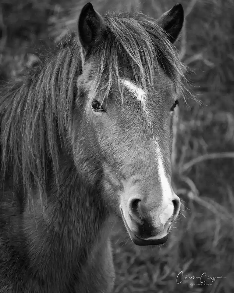 A black and white close-up photograph of a horse's head, showing its expressive eyes, long mane, and a white marking on its…