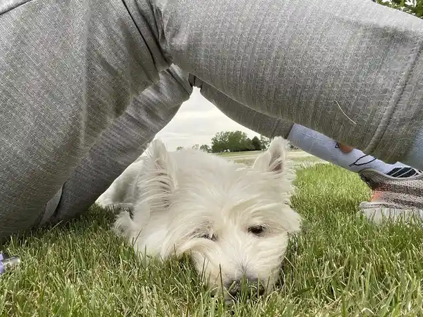 A small white dog with fluffy fur is lying on green grass, looking up through the gap between a person's bent legs. The…