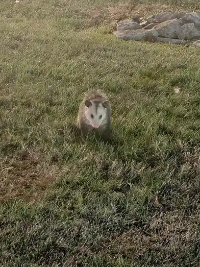 A small, furry opossum with a white face and dark eyes stands in a grassy yard, looking directly at the camera. The image…