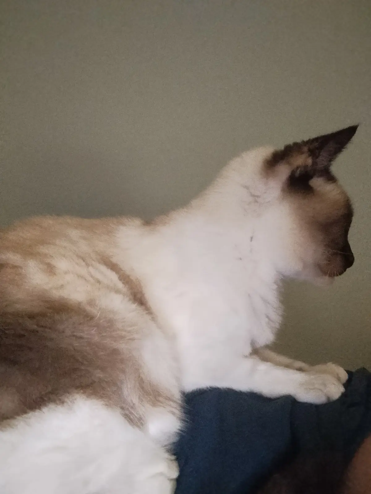 A fluffy cat with white and brown fur is sitting upright on a dark blue surface, looking away from the camera with a calm…