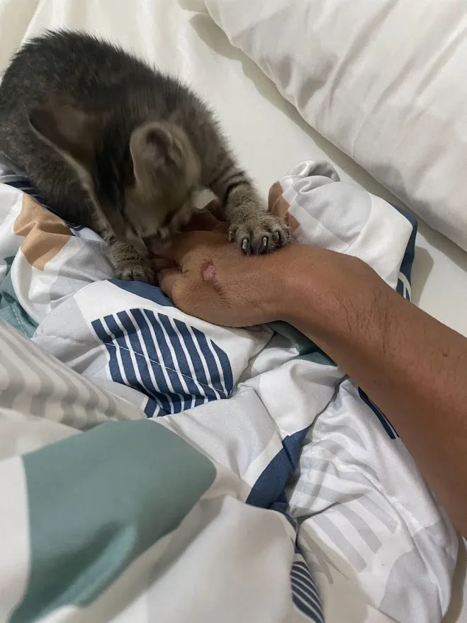 A small gray tabby kitten is nuzzling and licking a person's hand, which has a visible scratch on the palm. The hand rests…