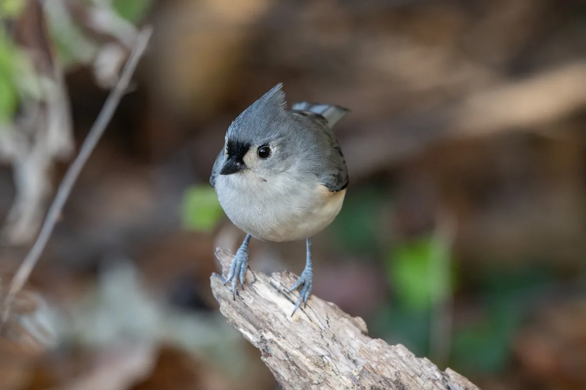 A close-up photograph of a small grey bird with a black cap and white cheeks perched on a weathered branch. The bird has a…