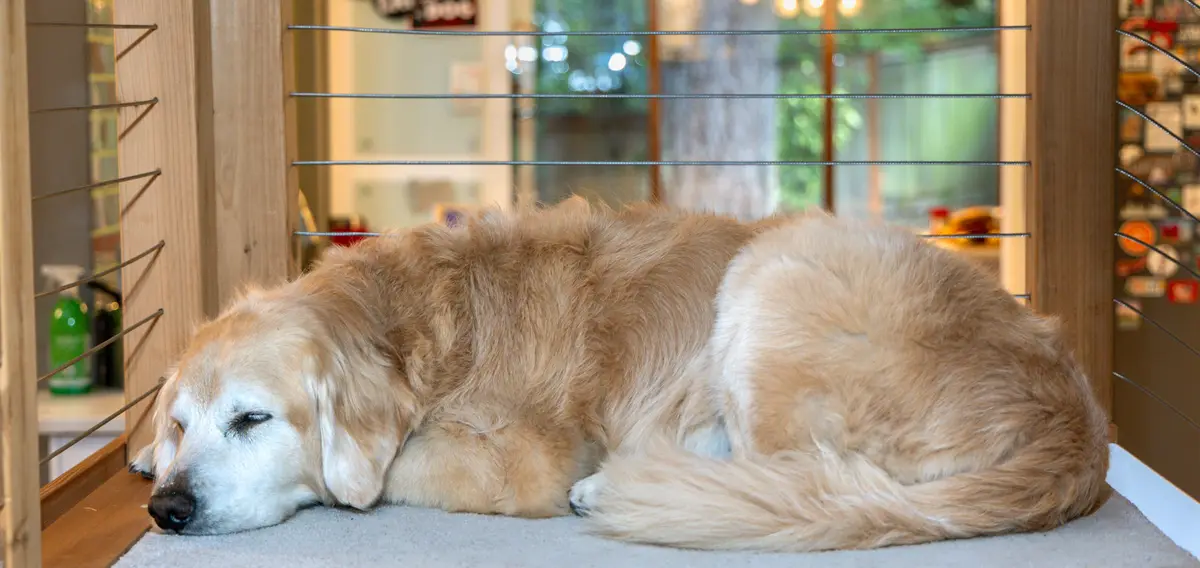 A golden retriever is curled up and sleeping soundly on a carpeted floor inside a wooden structure with wire mesh sides. The…
