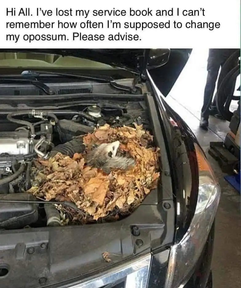 A car's open hood reveals an engine bay filled with dry leaves, in which a small, furry opossum is curled up and sleeping…