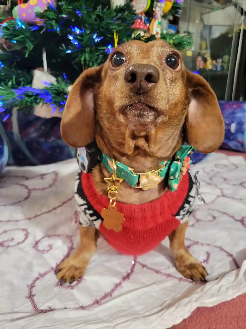 Meet My Adorable Pup Tiger Lilly #729