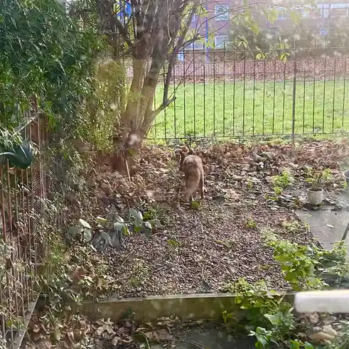 A brown fox is seen from behind, walking away through a garden covered in fallen leaves and gravel, near a tree and a metal…