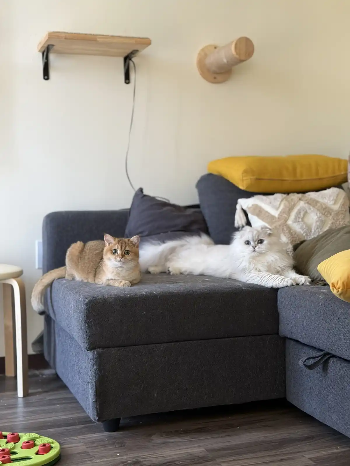 Two cats sit on a grey sectional sofa in a living room; a short-haired ginger cat on the left and a long-haired white cat on…
