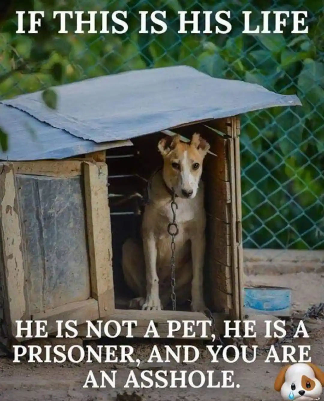 Why do we allow animals to be treated this way?