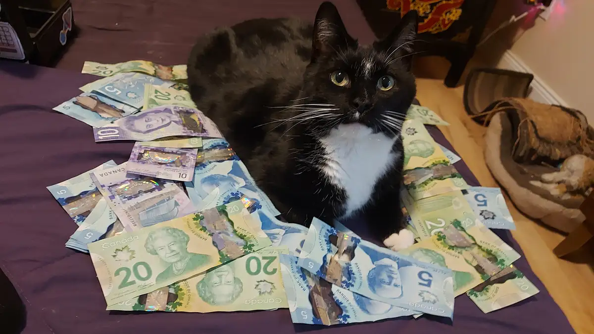 A black and white cat sits regally atop a large pile of Canadian banknotes, including $5, $10, and $20 bills, staring…