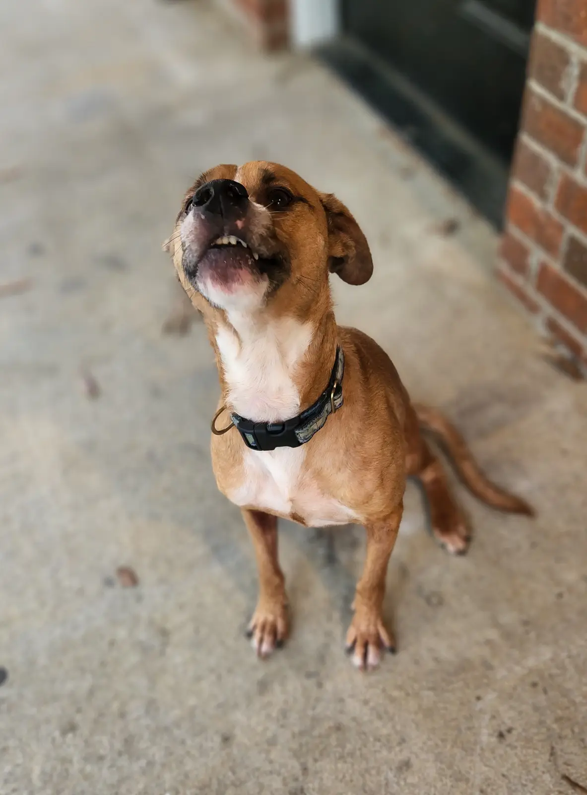 A brown and white dog with a black collar stands on a concrete porch, looking upward with its mouth open in an expression…