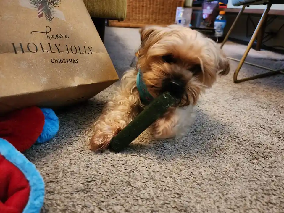 A small, fluffy, light-brown dog with a green collar is lying on a beige carpet, holding a green chew stick in its mouth. To…
