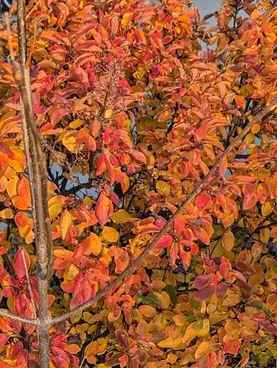 A close-up photo of a bush with vibrant autumn leaves in shades of red, orange, and yellow, interspersed with small dark…