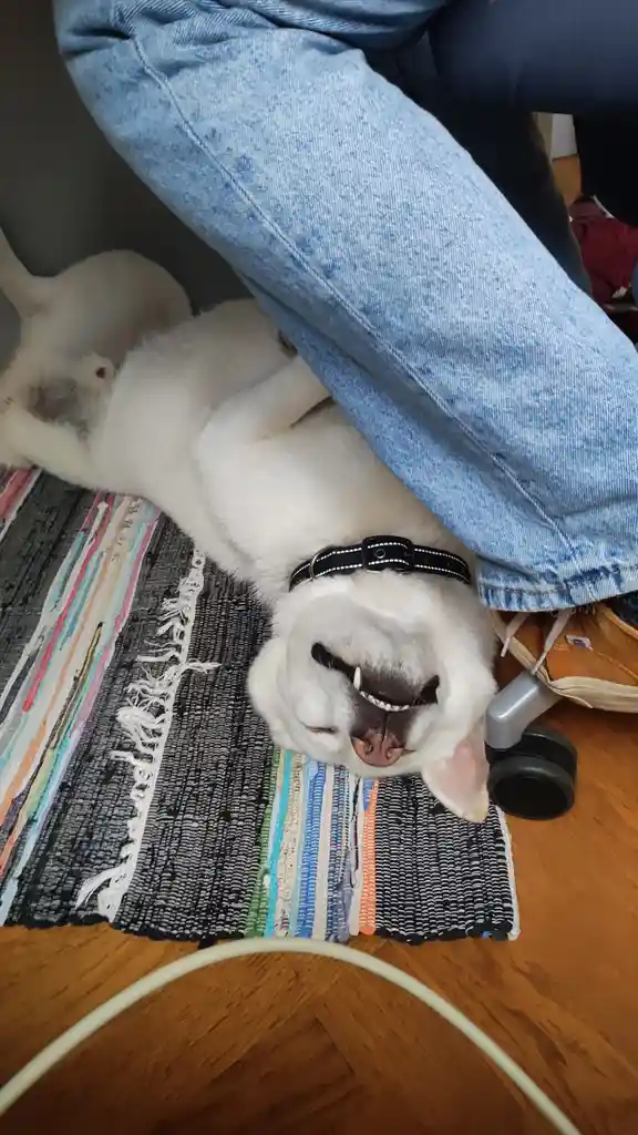 A white dog is lying on its back on a colorful rug, partially covered by a person's blue jeans, with its eyes closed and…