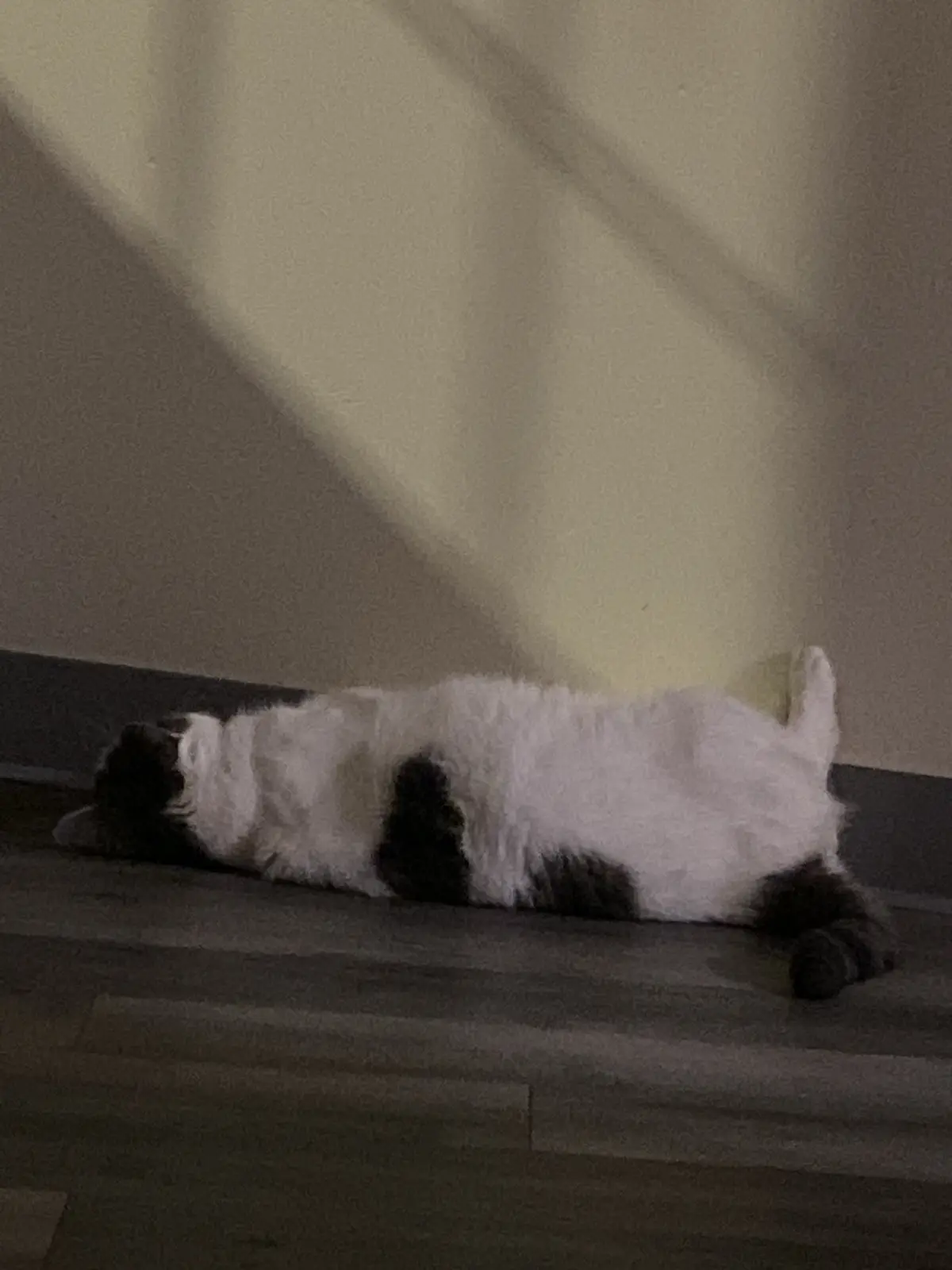 Classic Meow: The Cat's Call