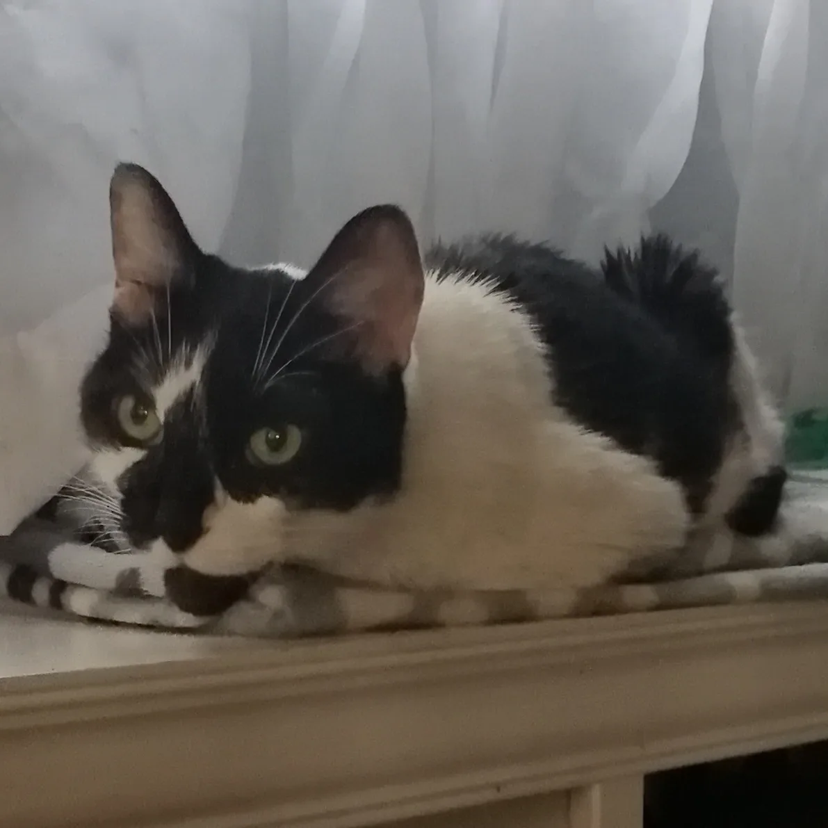 A black and white cat with green eyes is lying down on a striped blanket atop a white surface, possibly a windowsill or…