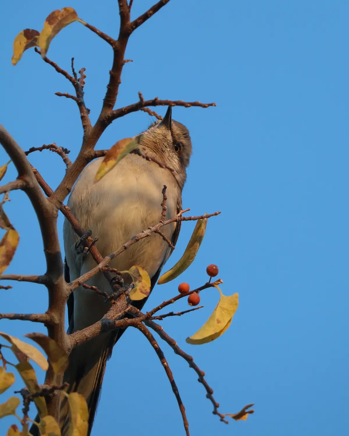 The Enigmatic Mockingbird