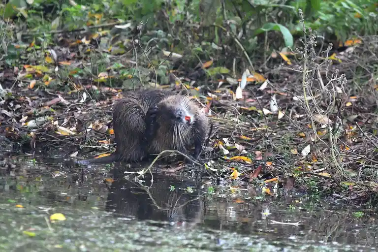 A beaver is standing at the water's edge in a natural, leafy environment, holding a small orange carrot in its mouth. The…