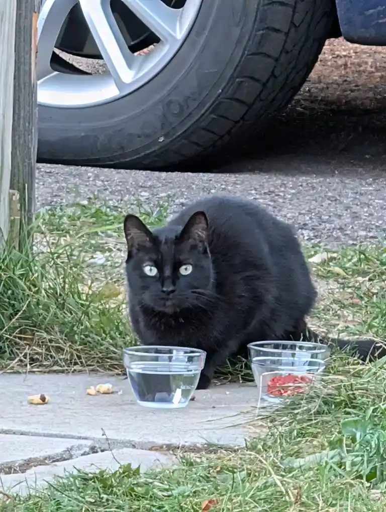 A black cat with bright green eyes sits on grass near a concrete path, looking directly at the camera with a serious…