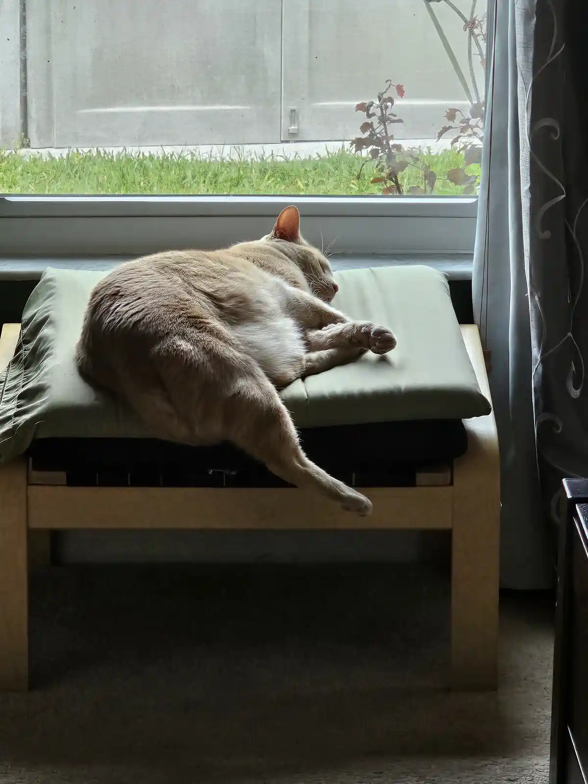 A light-colored cat is curled up and sleeping soundly on a green cushion placed on a wooden bench directly in front of a…