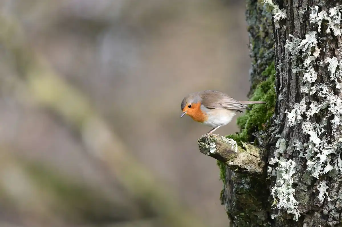 A small European robin with a bright orange breast and grey head perches on a mossy tree branch covered in lichen. The bird…