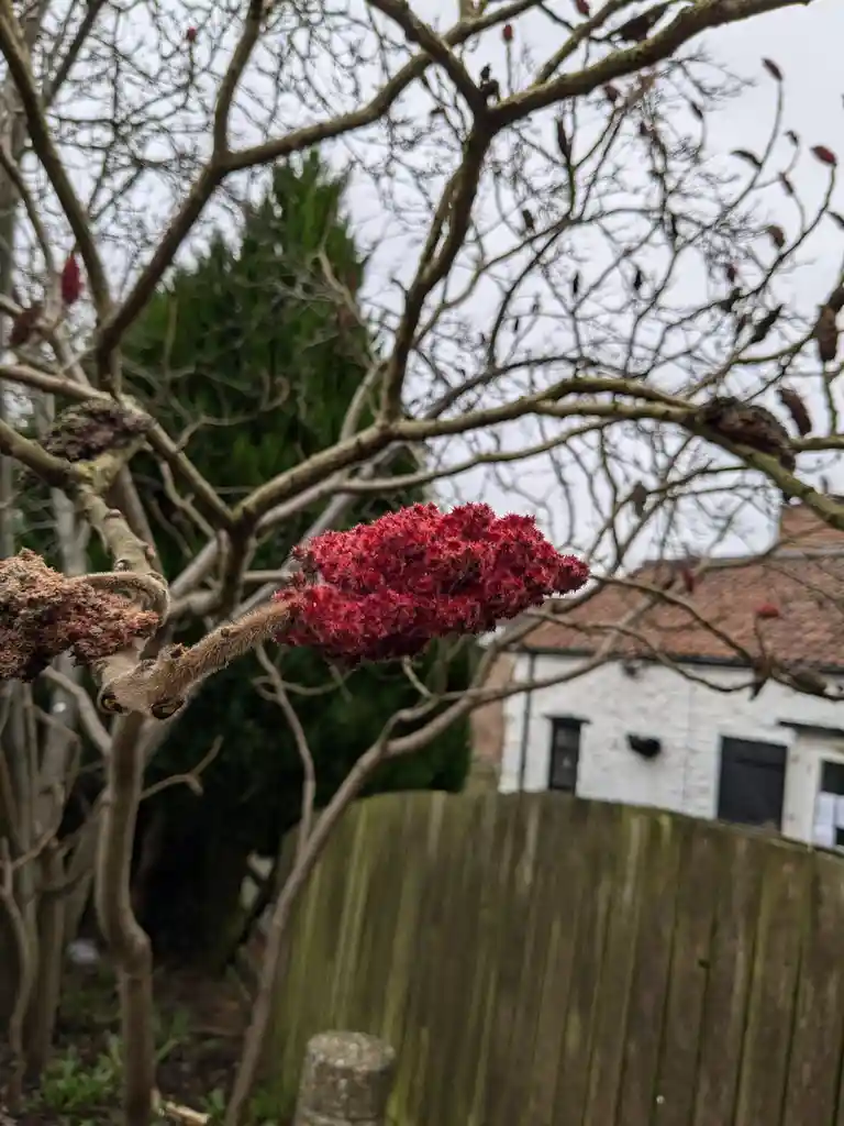 A close-up photo shows a bright red, spiky flower cluster on a bare tree branch, with other similar clusters and bare…
