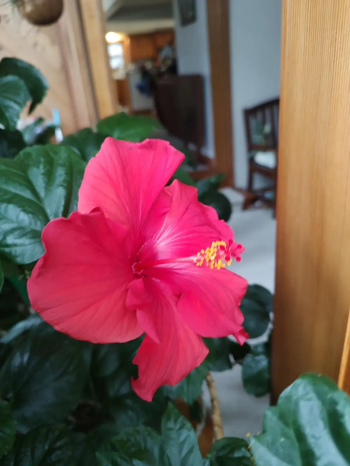 A vibrant pink hibiscus flower with yellow stamens is in focus, surrounded by large green leaves, with a blurred indoor…