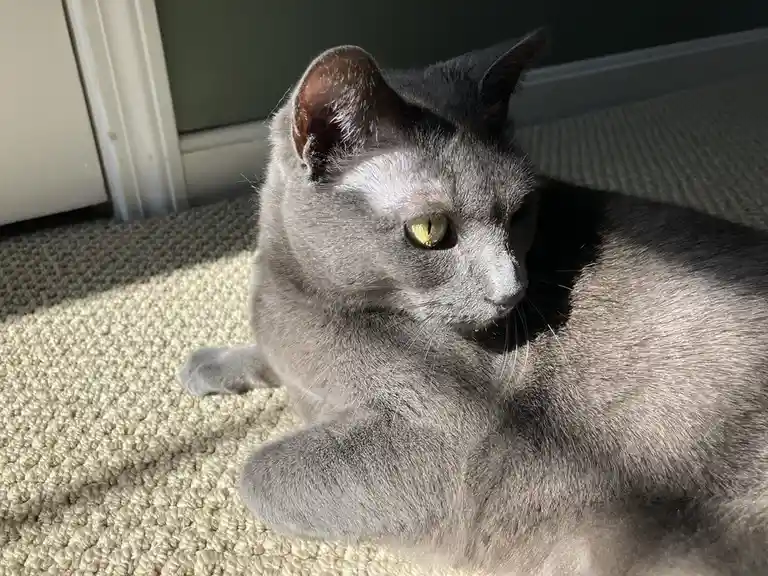 A gray cat with green eyes is lounging on a textured beige carpet, partially in sunlight, looking relaxed and slightly…