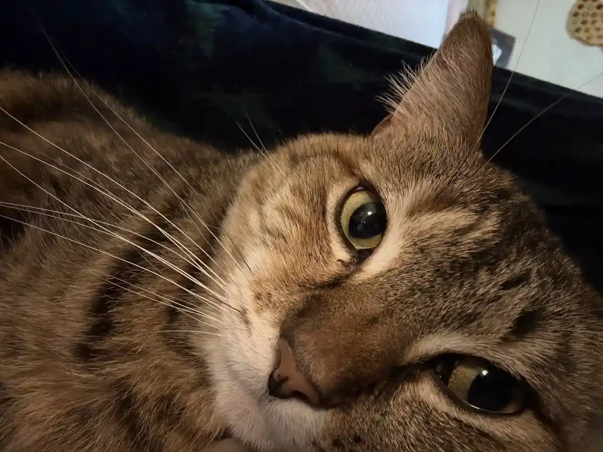 A close-up photo of a brown tabby cat with green eyes, lying down and looking directly at the camera with a relaxed…