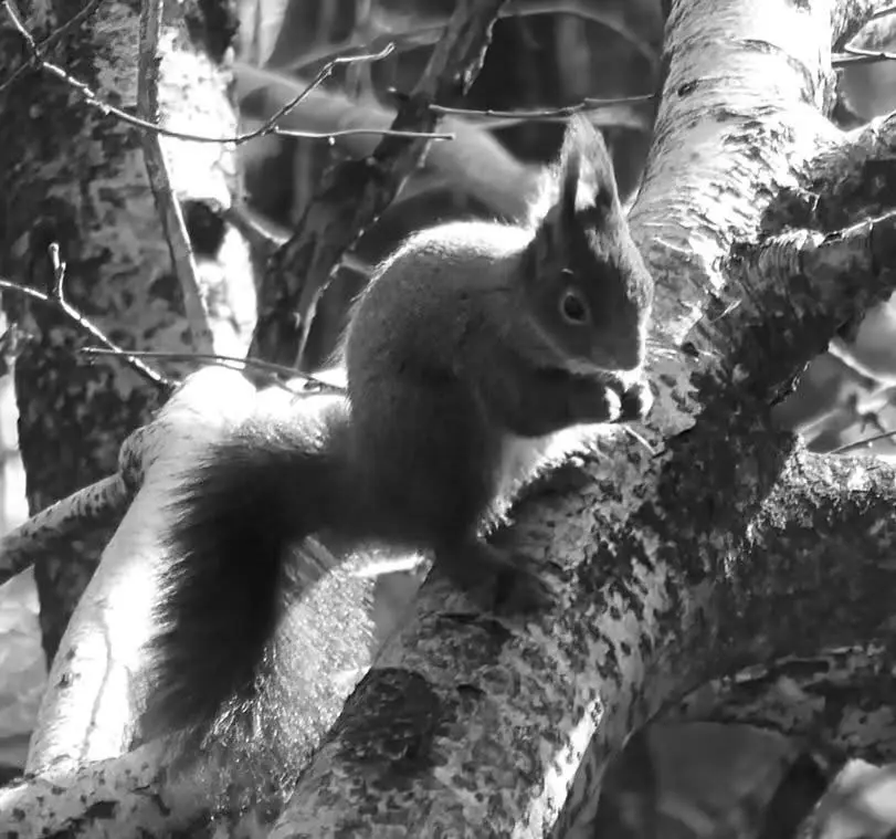 A black and white photo of a squirrel perched on a tree branch, holding a nut or seed in its paws and appearing to eat it…